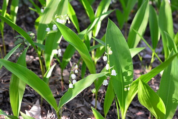 green lily of the valley plants with white flowers and sunlight