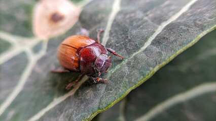 Close up and macro photo of the insect Serica brunnea or Hilyotrogus bicoloreus. Selective focus
