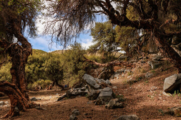 Queñual forest in Pampachiri in Andahuaylas. Peru