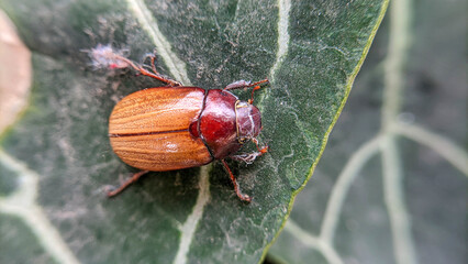 Close up and macro photo of the insect Serica brunnea or Hilyotrogus bicoloreus. Selective focus