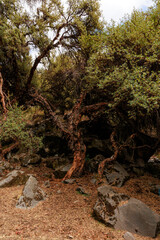 Queñual forest in Pampachiri in Andahuaylas. Peru