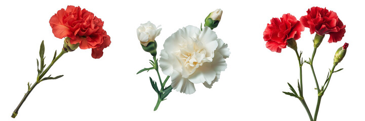 PNG set of carnation isolate on transparent and white background