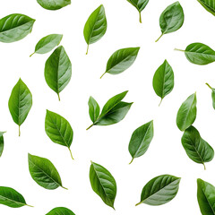 Fototapeta premium green leaves on white