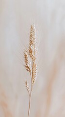 Obraz premium A detailed close-up of a wheat spikelet on a soft beige background, showcasing natural texture and minimalist beauty.