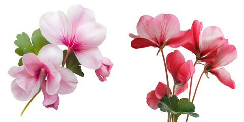 PNG set of cyclamen isolate on transparent and white background
