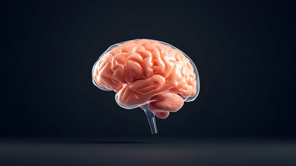 Human brain anatomy