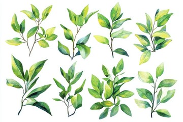 Fototapeta premium Hand-drawn Watercolor Bog Myrtle Plant Set for Medicinal Purposes