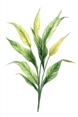 Hand-drawn Watercolor Illustration of Medicinal Botanical Plantain Isolated on White Background