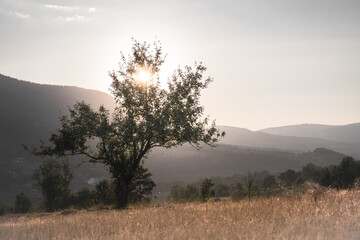 Trees on field against sky. Sunrise. © Marcin
