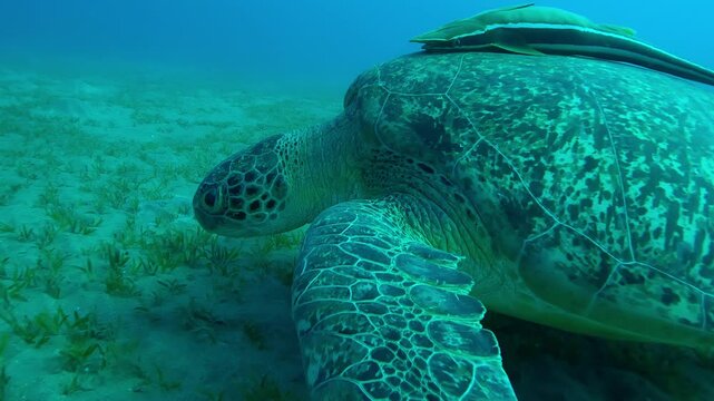 Close up of Sea turtle swims over sandy bottom covered with green sea grass, Slow motion of Great Green Sea Turtle, Chelonia mydas swimming over Smooth ribbon seagrass, Cymodocea rotundata