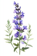 Naklejka premium Rustic Herbal Meadow. Watercolor Illustration of Wild Plant for Pharmaceutical Remedies