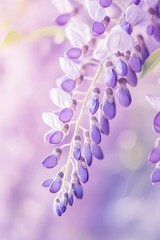 Fototapeta premium Watercolor Wisteria Bloom. Hand-painted Floral Illustration of Purple Blossoms on White Background