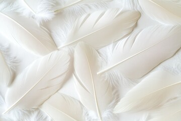 White feathers arrangement on soft background, delicate texture and design, elegant and serene aesthetic