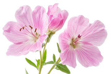 Fototapeta premium Clarkia flowers isolated on a white background, close up