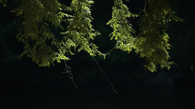 The fishing line hangs from the branches of the pine trees by the lake at Cole Park in Upstate NY.  Fishermen got line tangled in branches while casting into the water.