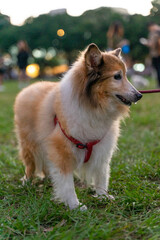 a graceful Shetland Sheepdog, happily strolling across a sunlit grassy field. Its long, fluffy coat flows gently as it walks, showcasing the breed's elegance and beauty.