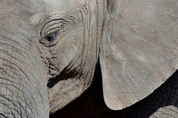 Close-up of elephant&rsquo;s textured skin and eye