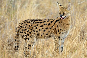 Serval cat standing in dry grass with alert expression