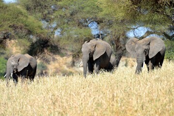 Group of African elephants grazing in savanna grassland © Juanma