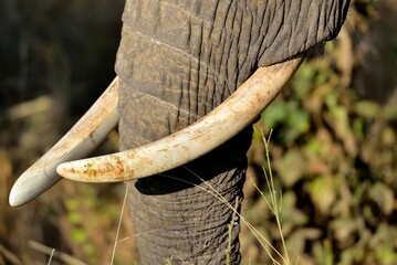 Close-up of elephant tusks and textured trunk in natural setting