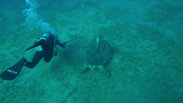 Follow shot of female scuba diver holding selfie stick and shooting action camera swims parallel to Sea Turtle over sea bottom, Top view, Slow motion of Great Green Sea Turtle, Chelonia mydas