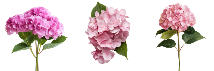 PNG set of hydrangea isolate on transparent and white background