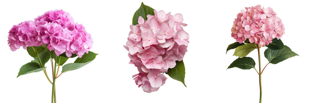 PNG set of hydrangea isolate on transparent and white background