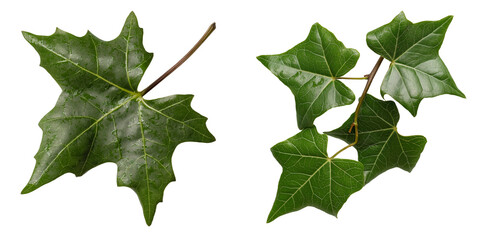 Fototapeta premium PNG set of ivy leaf isolate on transparent and white background