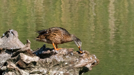 Mallard duck perching in lake with rocks