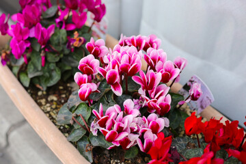 The Cyclamen, beautiful flower in garden pot