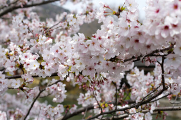 The cherry blossoms in the park are in bloom
