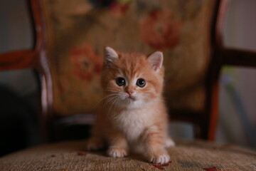  Kitten, Katze