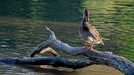 A flock of mallard duck perching in the lake