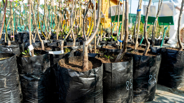 seedlings in a plant nursery before planting in the ground
