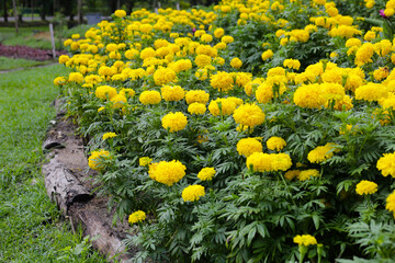 Beautiful marigold flower in the garden