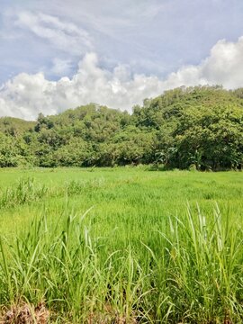 Rice fields and sky in Yogyakarta, Indonesia