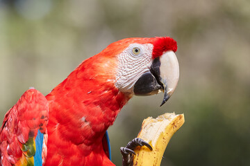 The Scarlet Macaw lights up the rainforest with its bold colors and playful spirit. Nature’s palette at its finest. Manu National Park-Peru