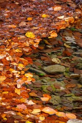 Autumn leaves floating on a serene water surface