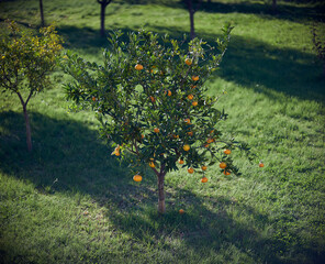 Mandarin tree with ripe mandarins