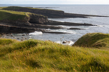 green grass on a sea against a blue sky
