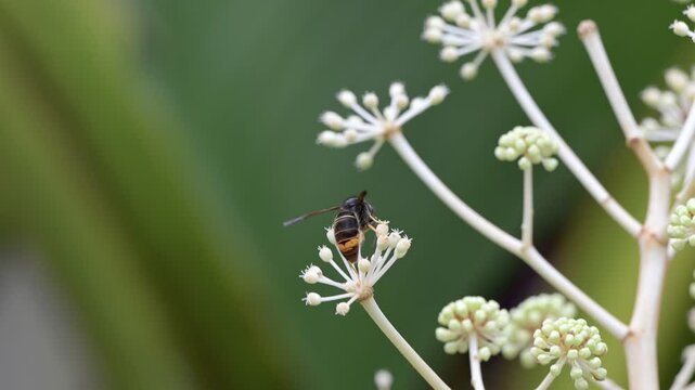 Video of an Asian hornet on a flower against a green background, capturing its impact on local ecosystems in Europe.