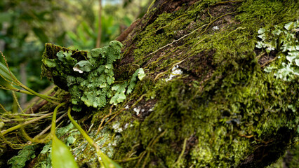 Liquen o musgo de color verde en tronco viejo de madera