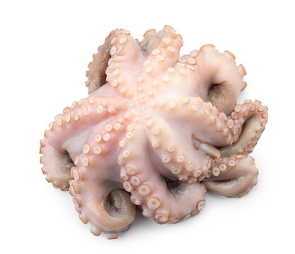 One fresh raw octopus isolated on white, top view