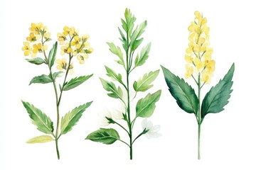 Fototapeta premium Hand-Drawn Meadowsweet Herbal Plant in Watercolor. Pure, Fresh, and Natural Homeopathic Medicine Illustration