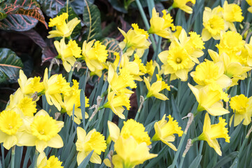 Obraz premium Beautiful blooming daffodil flowers.