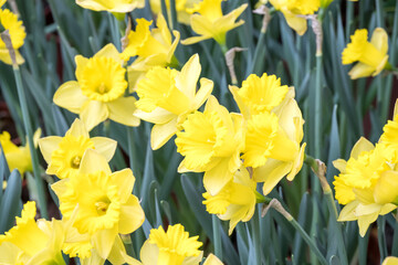 Obraz premium Beautiful blooming daffodil flowers.