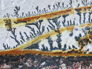 Dendrite Manganese Mineral Water Tree Branch Formations Pattern Abstract Nature Background