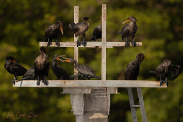 Double Crested Cormorant