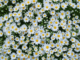 Generated flower pattern digital illustration.