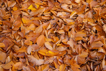 In autumn, fallen leaves cover the forest floor.